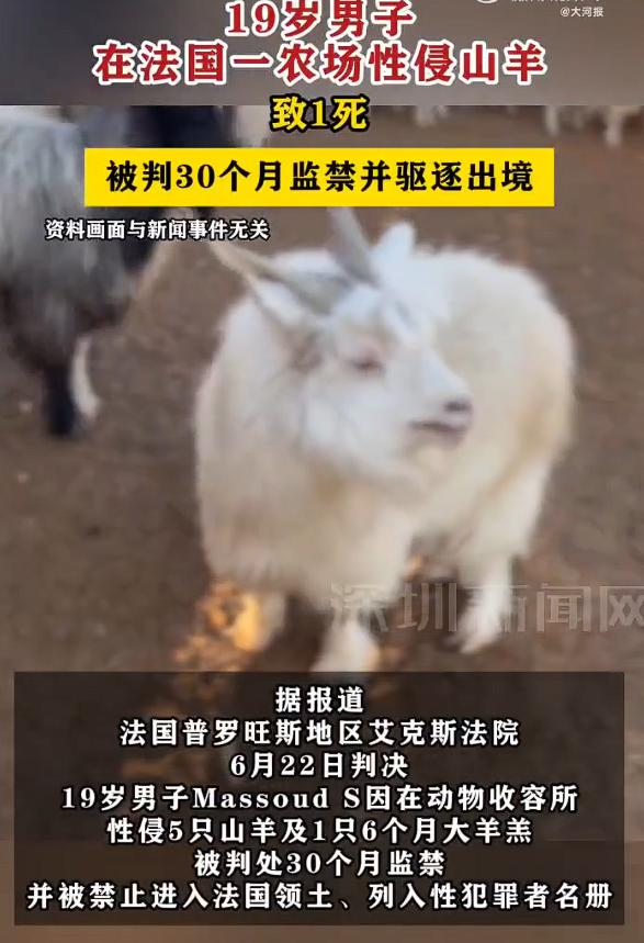 真是奇了怪了！男子在法国性侵山羊被驱逐出境，是性侵山羊，你没看错，一开始我都以为