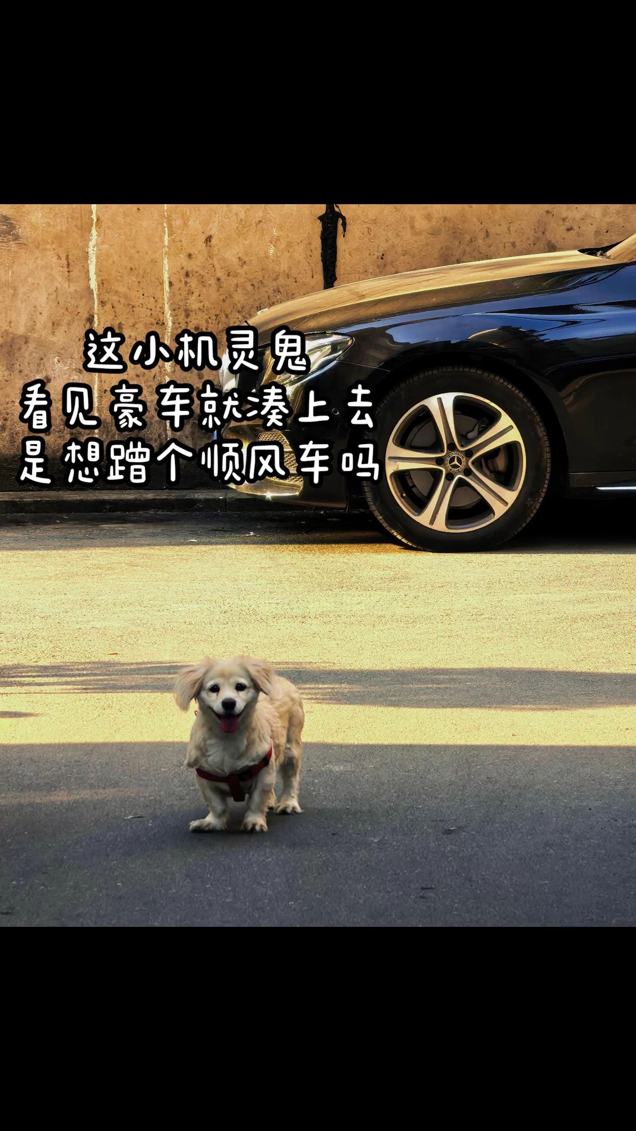 养了十几年的串串狗，拍照时会笑。养了十几年的串串狗，每次拍照都会咧嘴笑，超治愈的