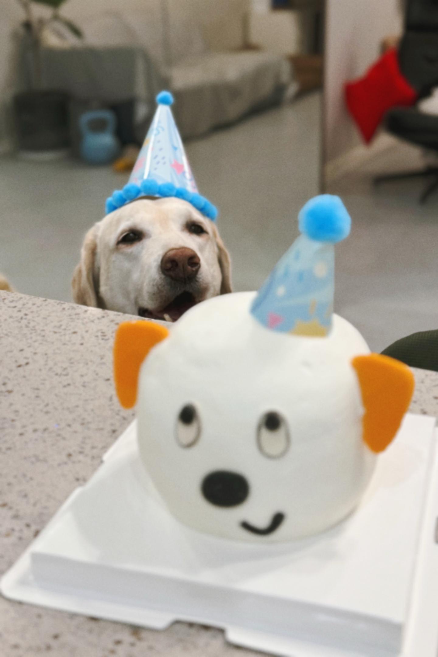 给乓仔补一个9岁生日。5.16出差在外，520补个特别的生日！