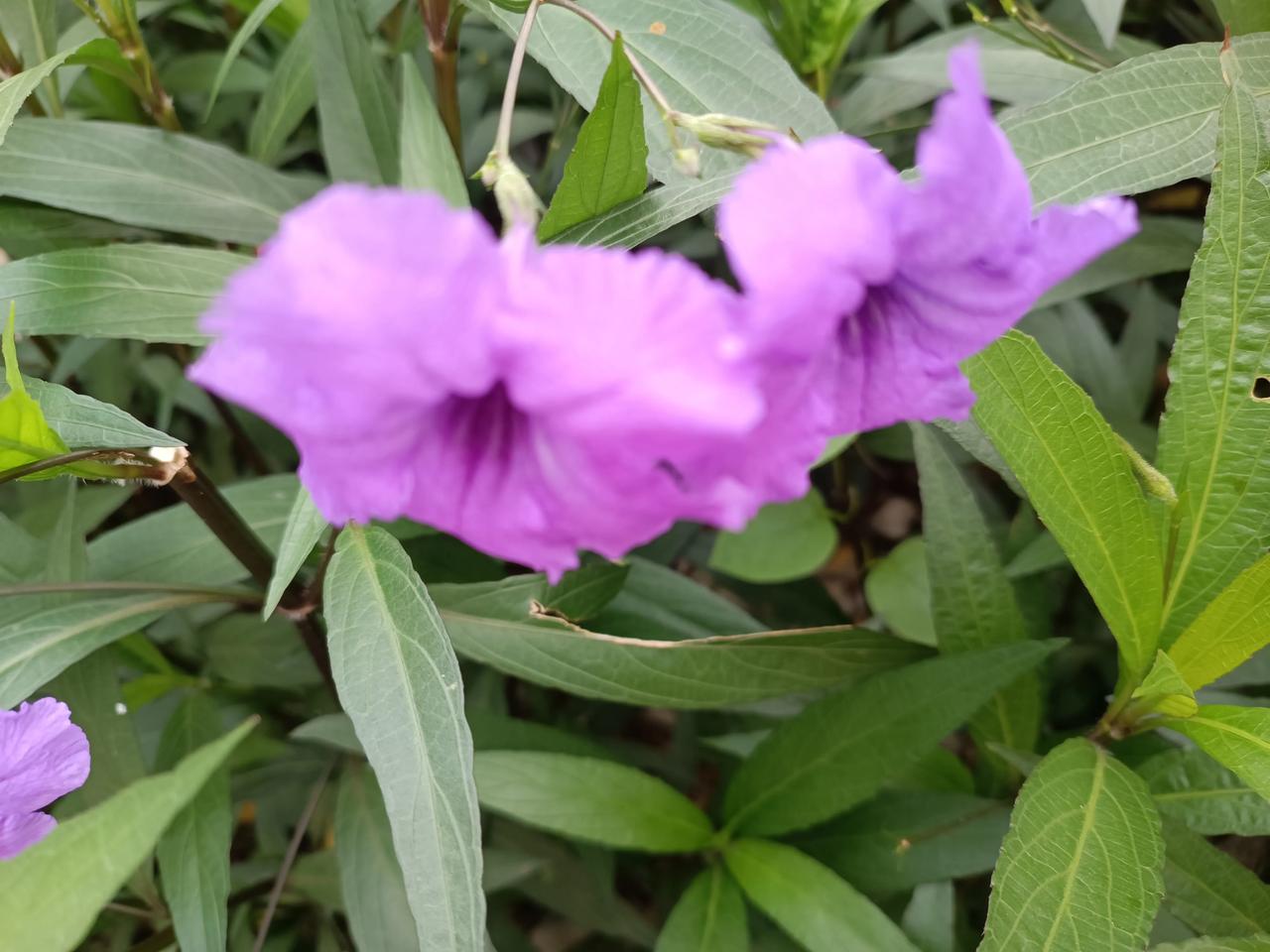 随手拍的蓝花🌸草🌿
每天都开花
节节开！花开花谢
天天新鲜的花朵🌺
美丽可