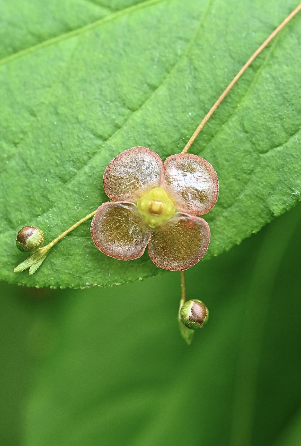 有一种非常“会打扮”自己的植物，它的花就像一个精致的耳环吊坠。这种植物是瘤枝卫矛