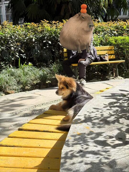 四川的人狗都喜欢晒太阳！