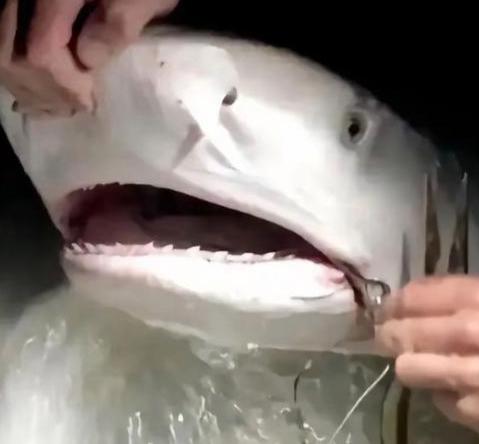 1996年，一位意大利女潜水员在巴哈马海底，帮一条大鲨鱼拔掉嘴里的钢钩，正准备离