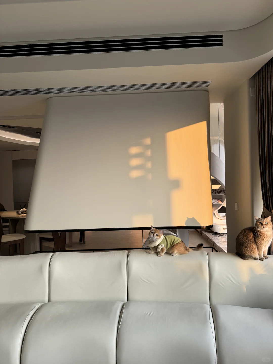 Cat tax 💲猫税