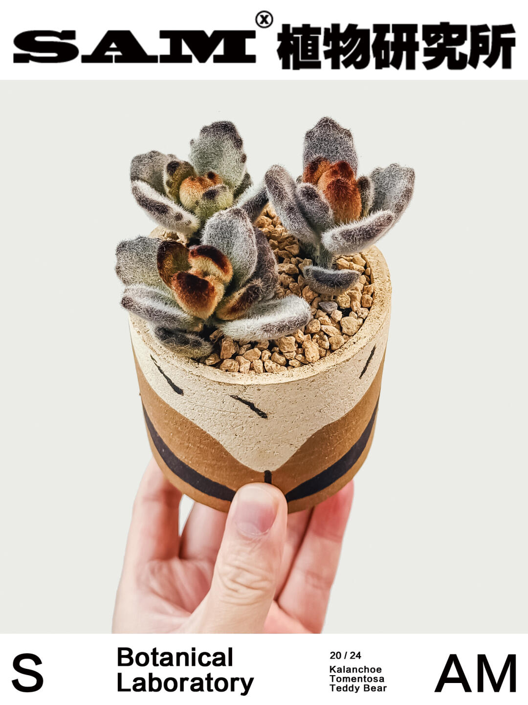 泰迪熊｜Kalanchoe Tomentosa Teddy Bear