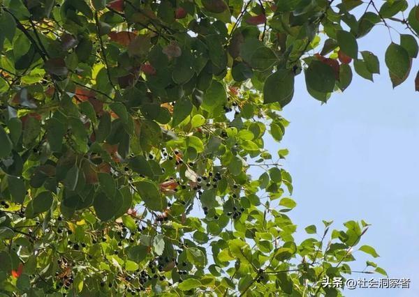 路边这小黑果正“泛滥”！车主、行人都中招，鞋子车漆全遭殃，教你一招轻松搞定
 