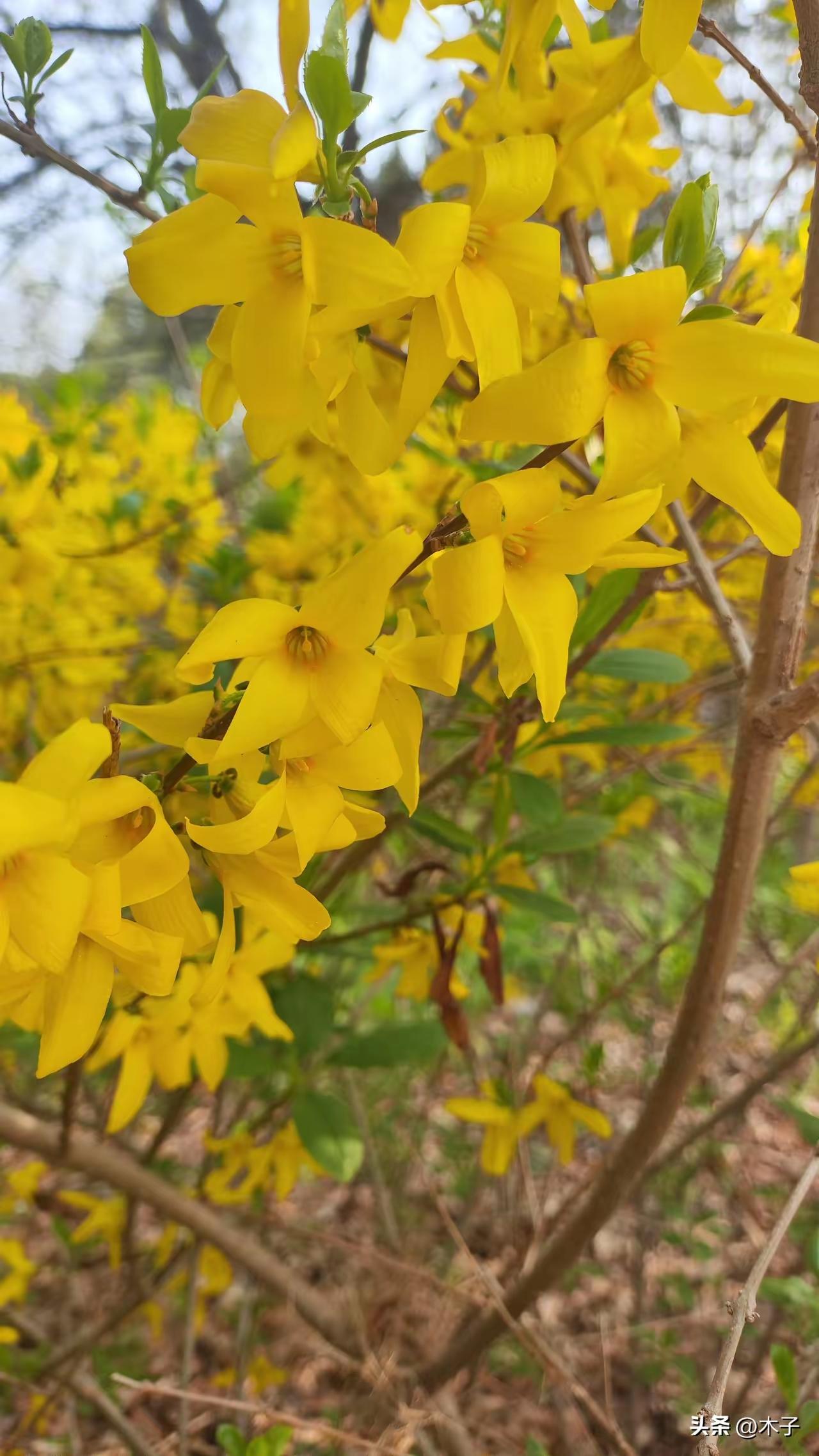 退休三年多，日子过得越来越随性，作息也不用卡点，怎么舒服怎么来。没了工作压力，生
