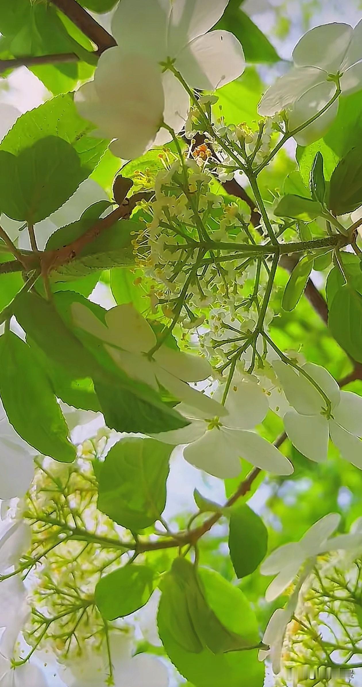 琼花从不喧哗，只在春日里，把细碎的努力都攒成了枝头的清透与干净。原来人生不必轰轰