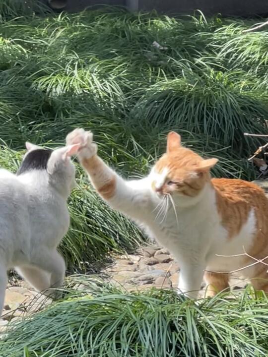 臭奶牛我真没功夫陪你闹了。