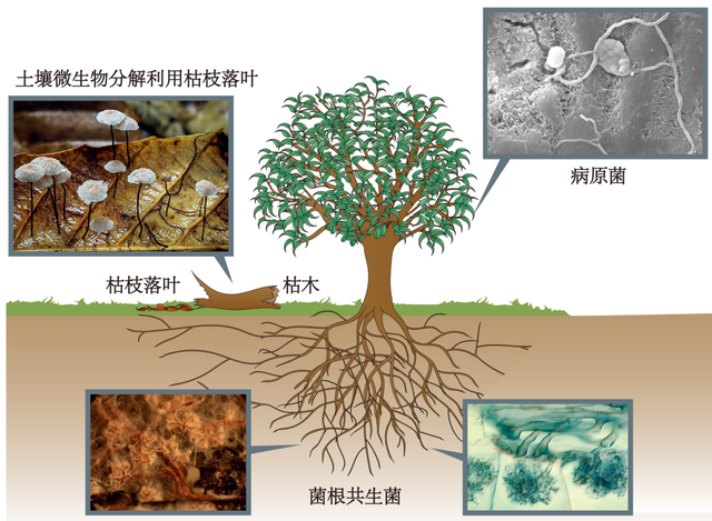 微生物：我们是土壤物质循环的发动机！