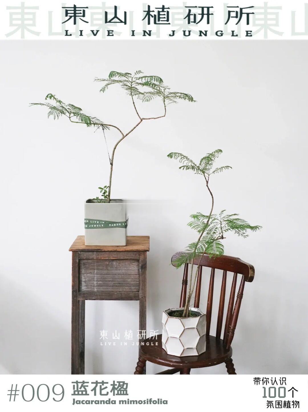 蓝花楹| 叶细如羽 仙气飘飘的氛围感绿植