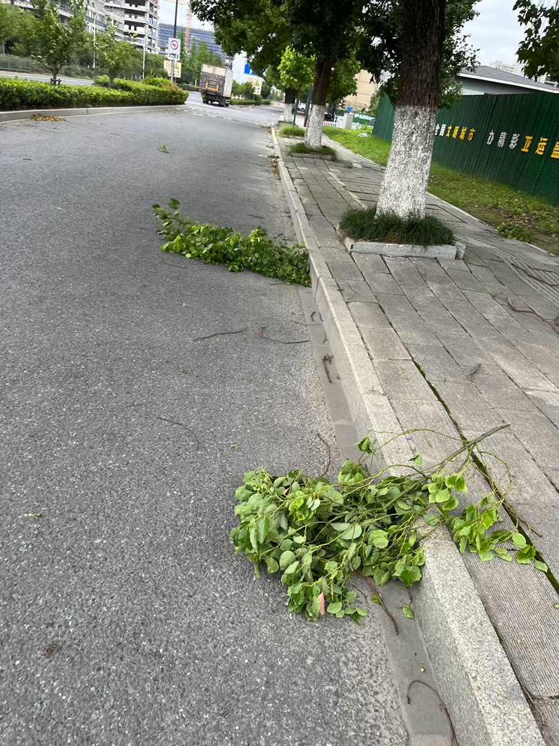 下班路上看到被台风吹落的树枝，大家出行注意安全！ 