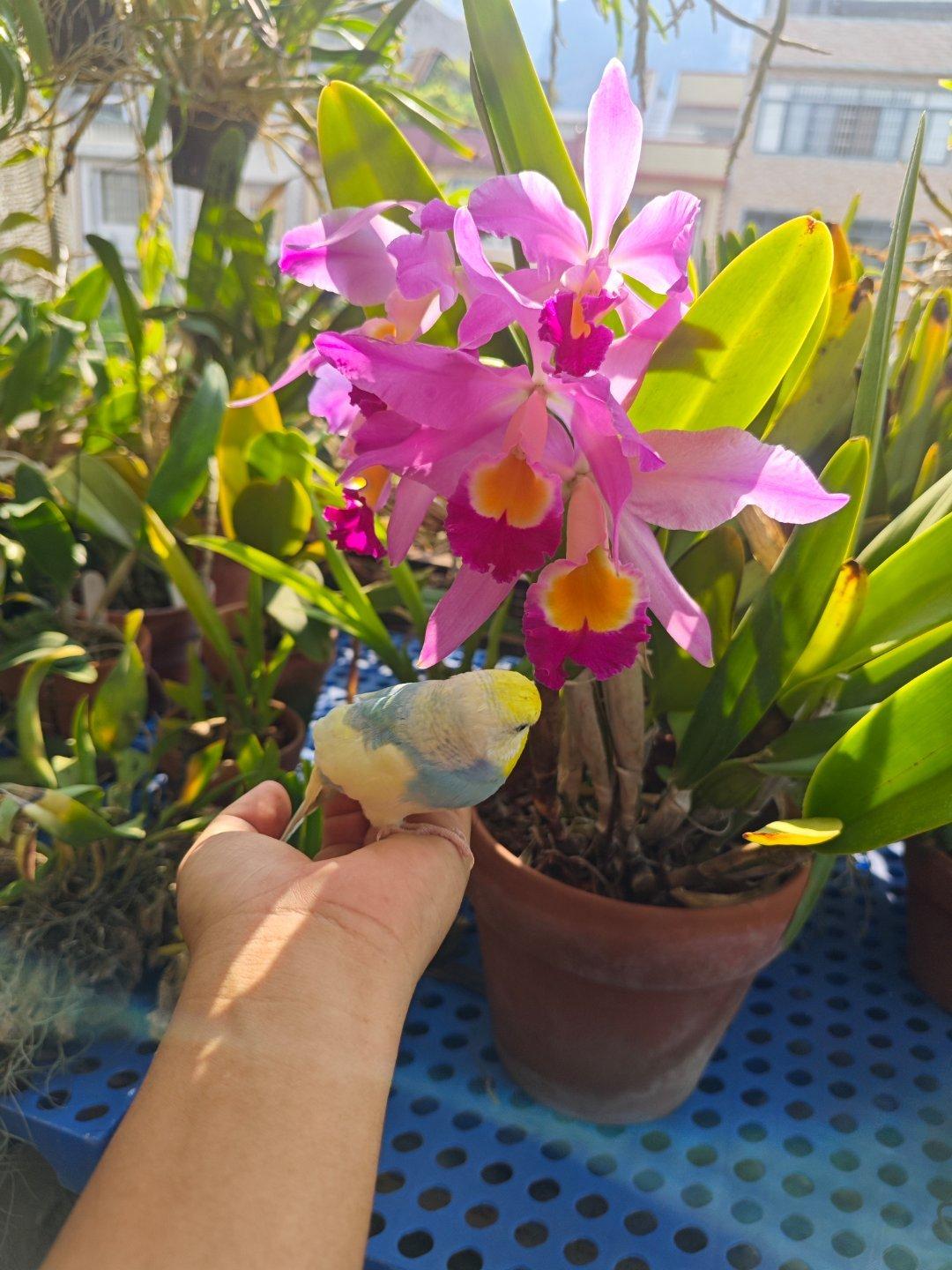 鸟鸟与原种卡特兰，沃利斯卡特兰 C.wallisii （= C. eldorad