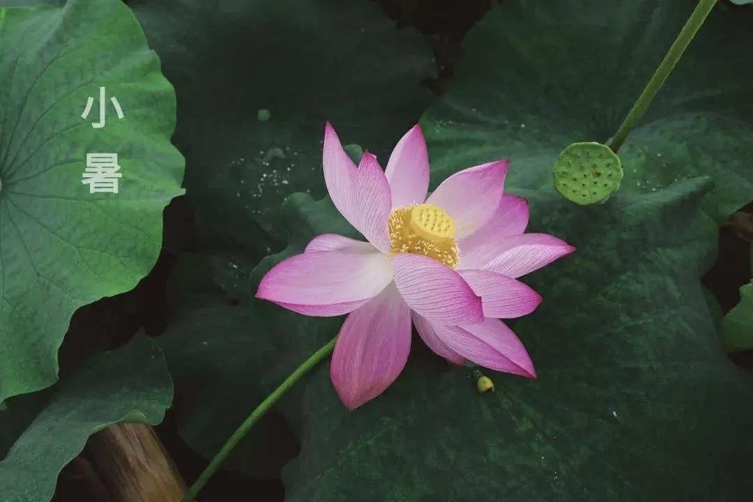 乡村庭院茶空间里，知了在叫（不是蝉哦）。小暑赏荷的时候，突然想到：蝉为什么要脱壳
