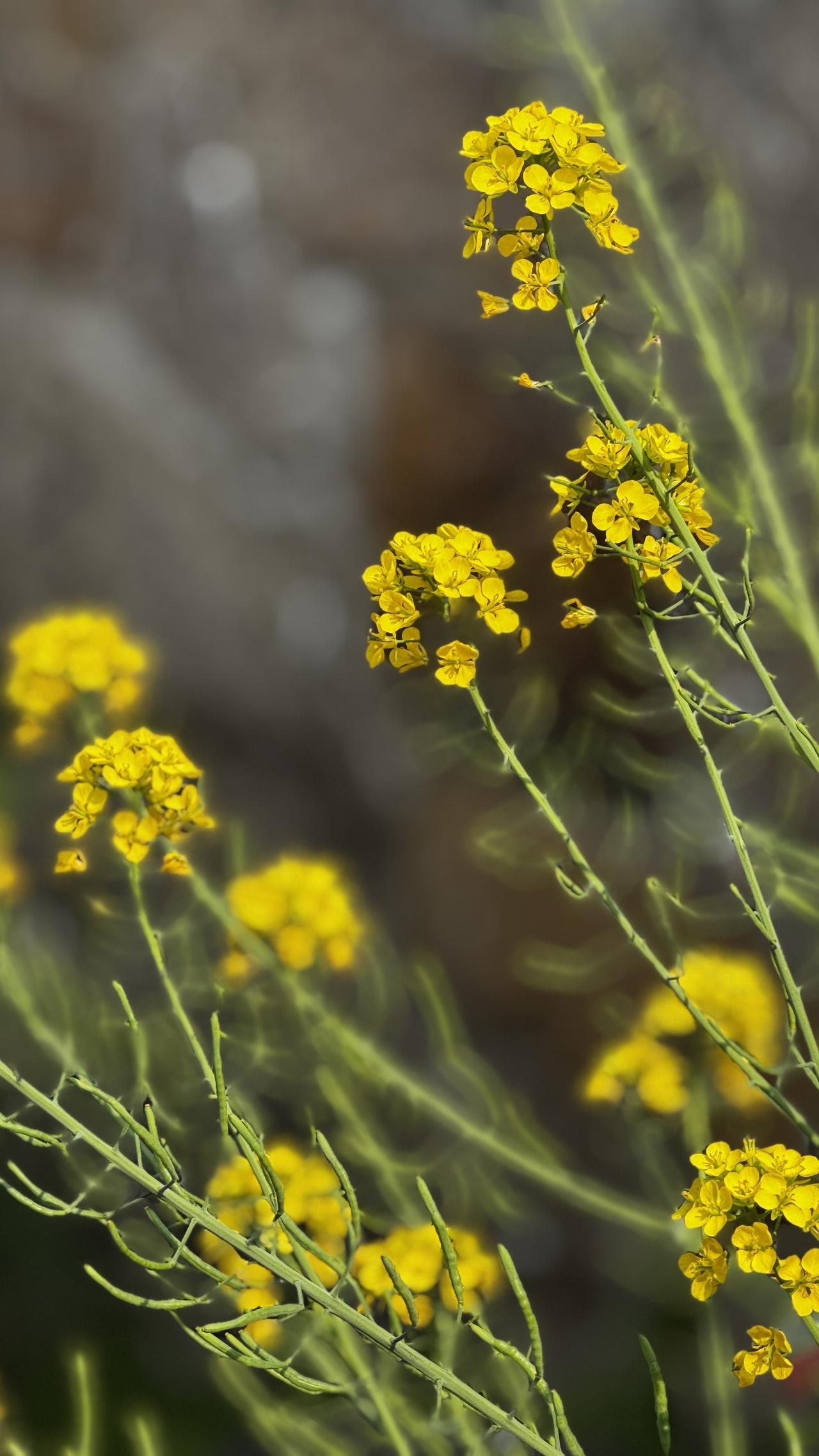 发一张你相册最近拍的花不必奔赴乡野田垄，自家庭院也藏一抹金黄春意。
