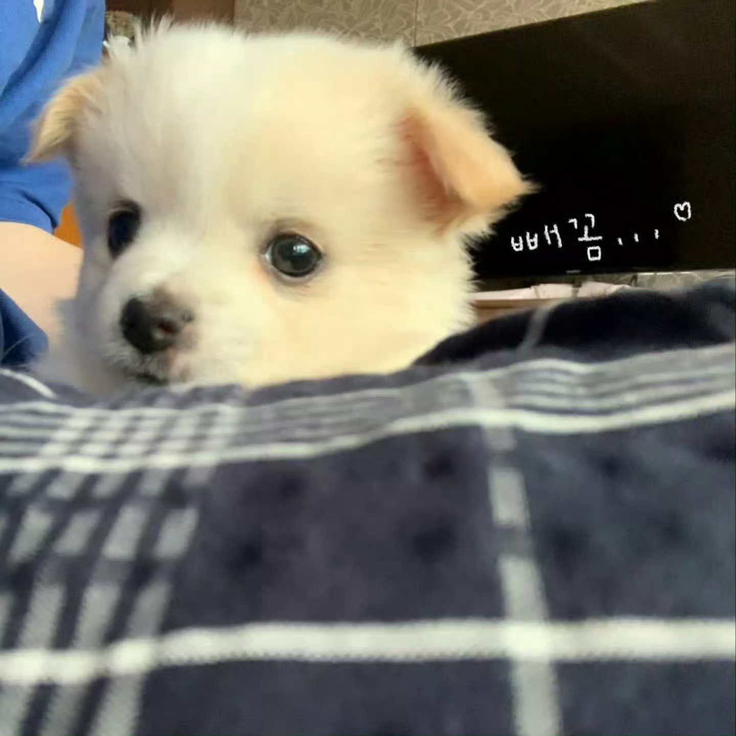 BBR狗！ 