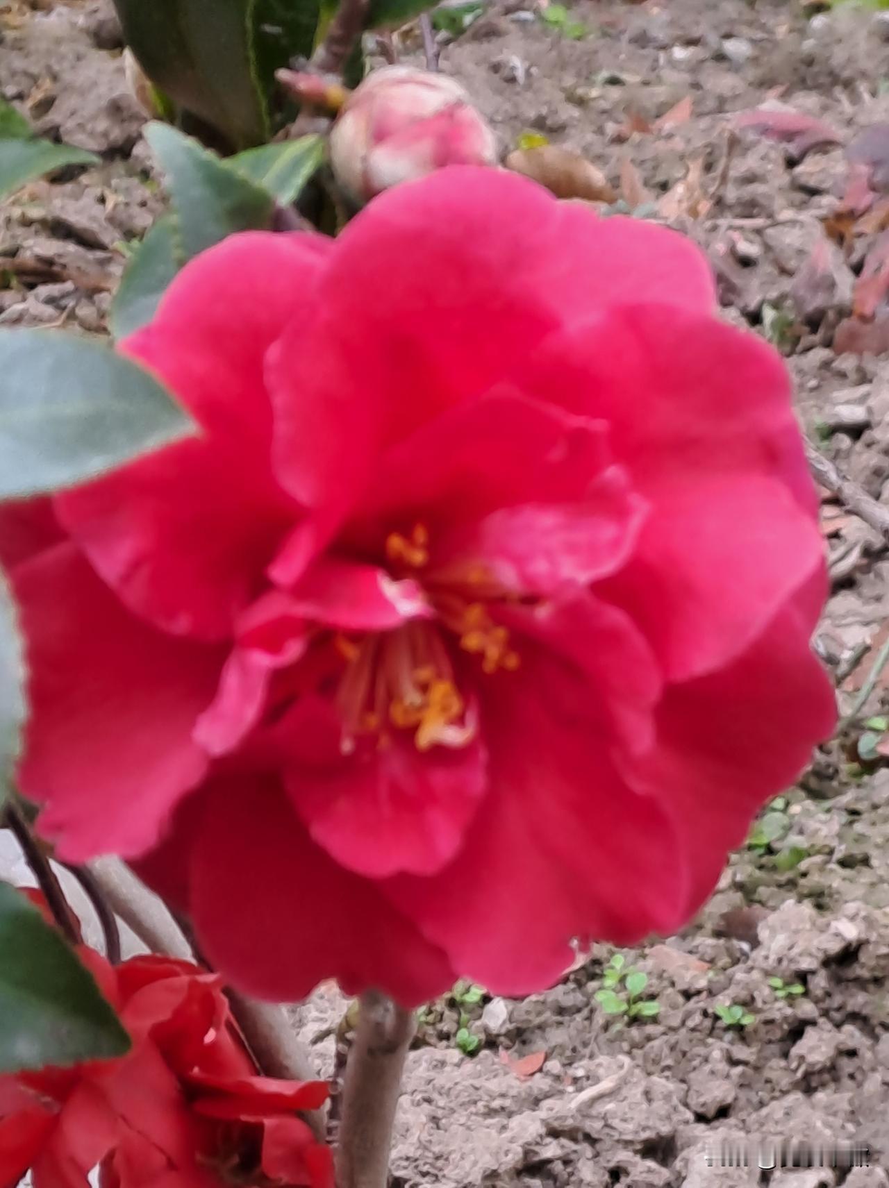 小区路边还有几朵花，顽强的生命力