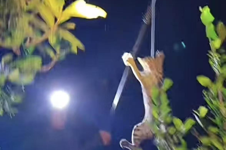 深夜狩猎直播乱象频发，不可放纵此类流量狂欢