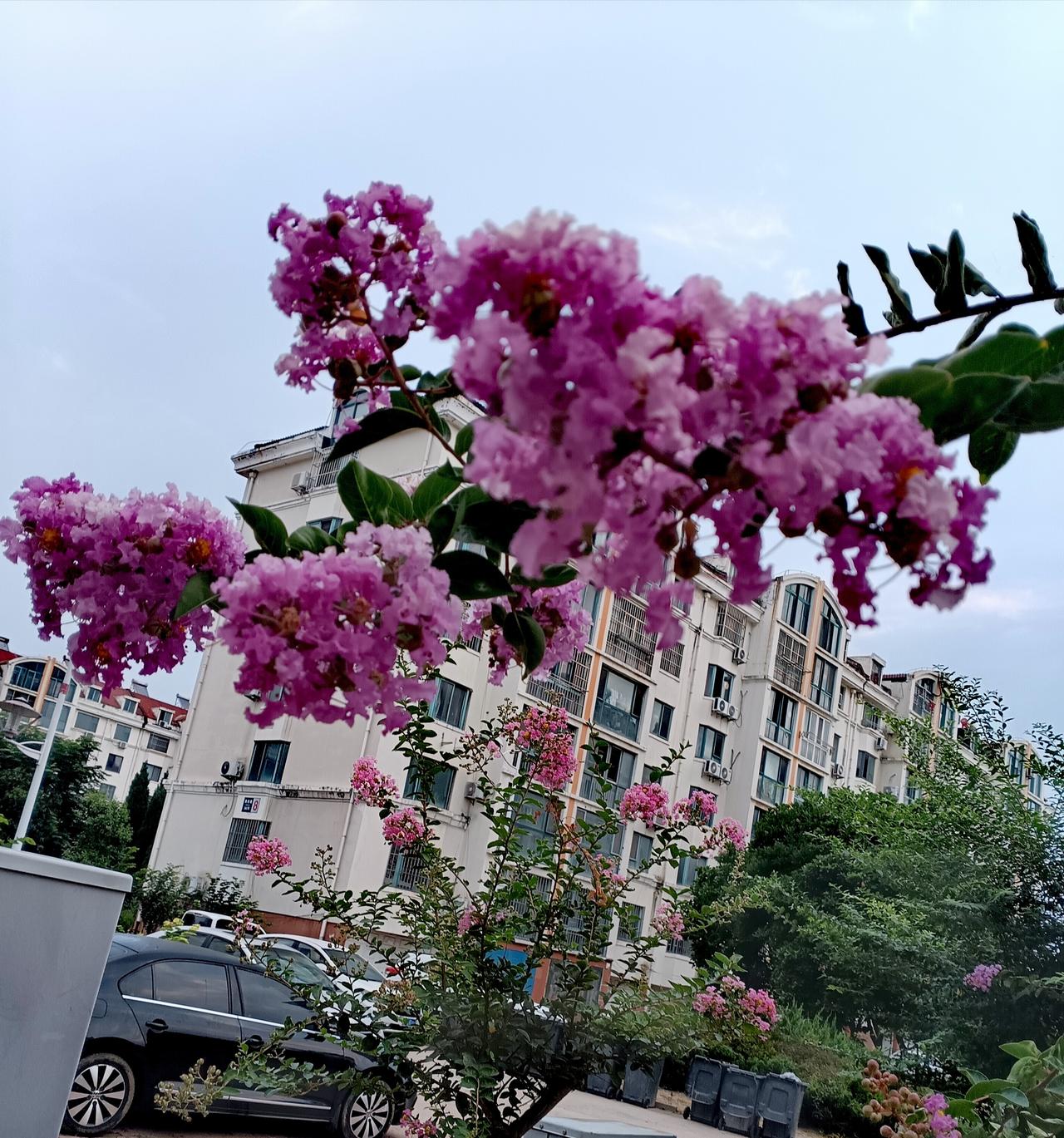 粉紫紫薇繁花灼灼，绽放在居民小区，柔花衬楼宇，为寻常市井添一抹烂漫诗意。