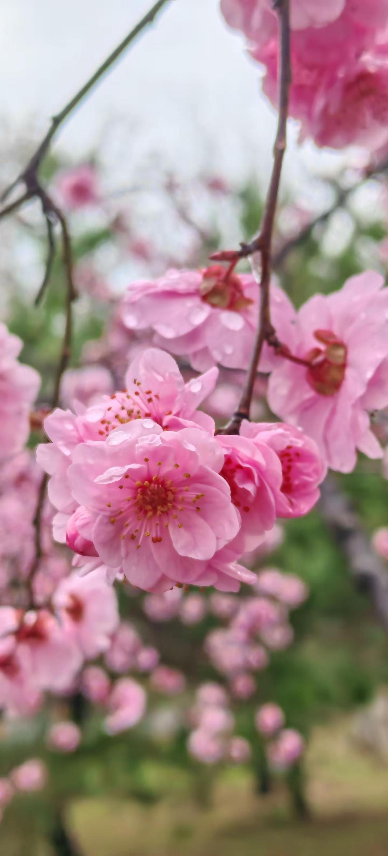 春天的气息 图文来了风景如画心旷神怡 我拍过的治愈风景色住进风景里