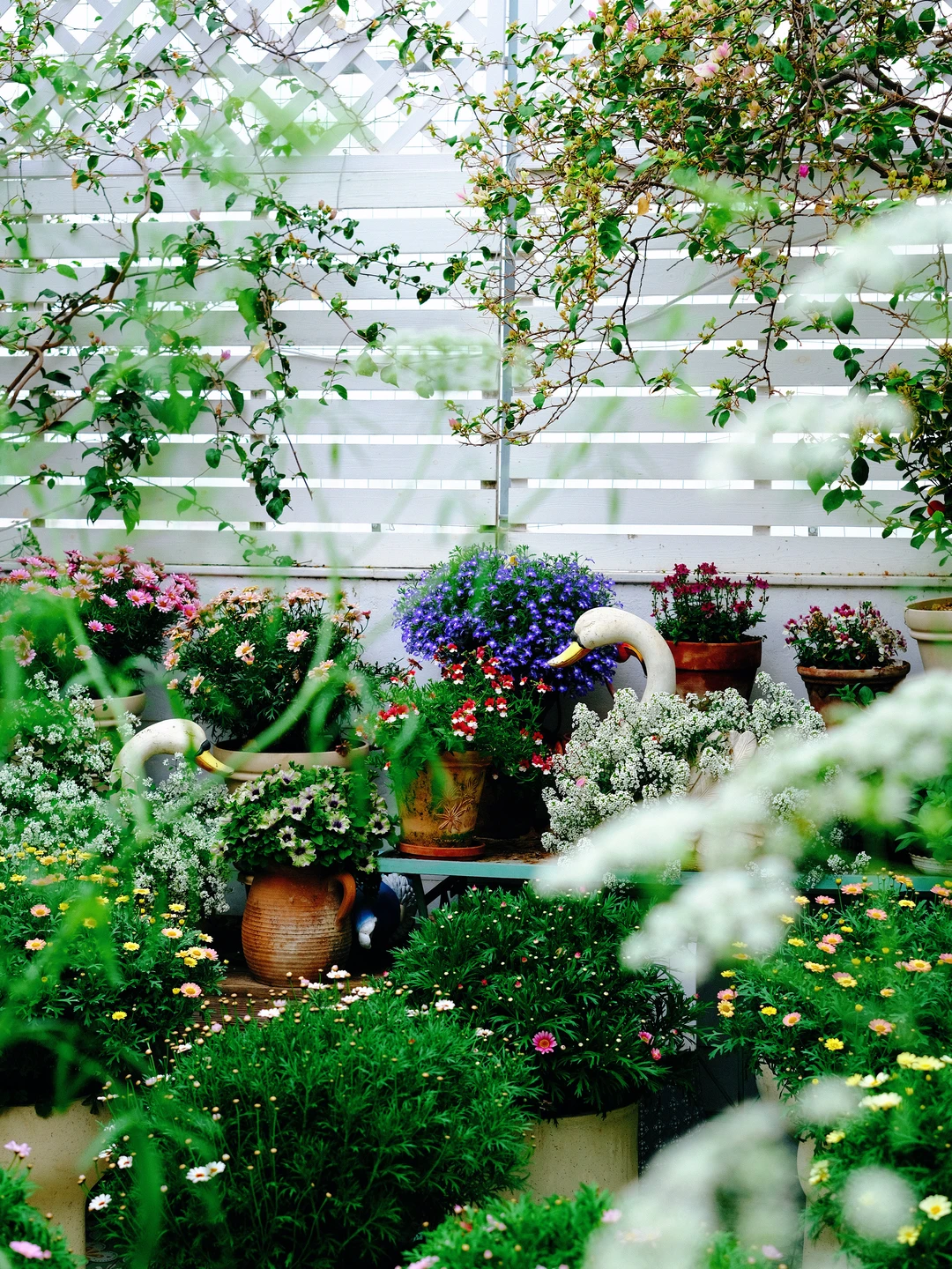 该怎么拒绝那些不太熟的人来我家看花？