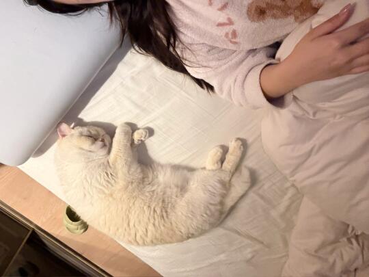 小猫治愈一切