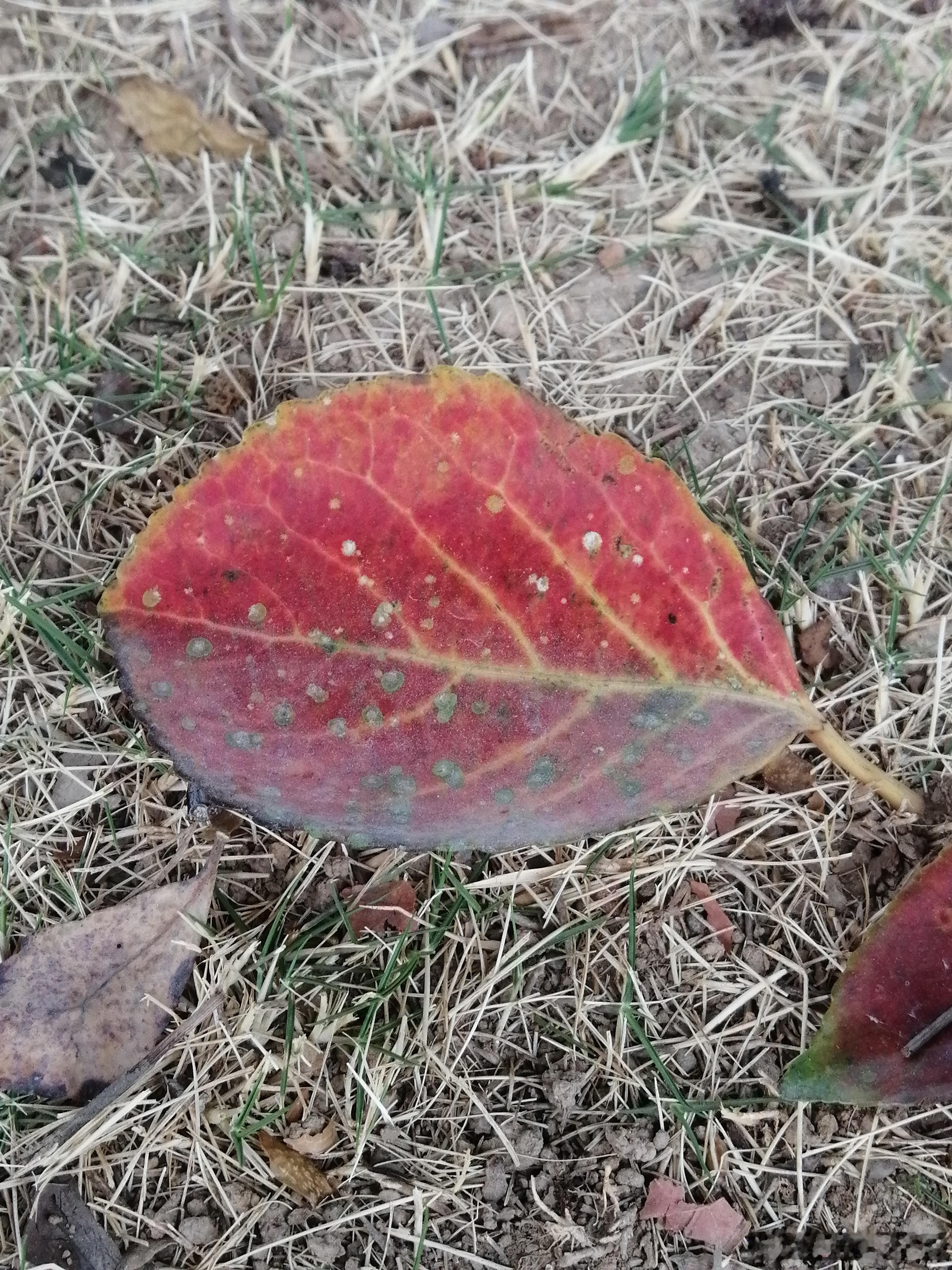 生活手记成熟的叶子，有自己的想法和追求手机随手拍