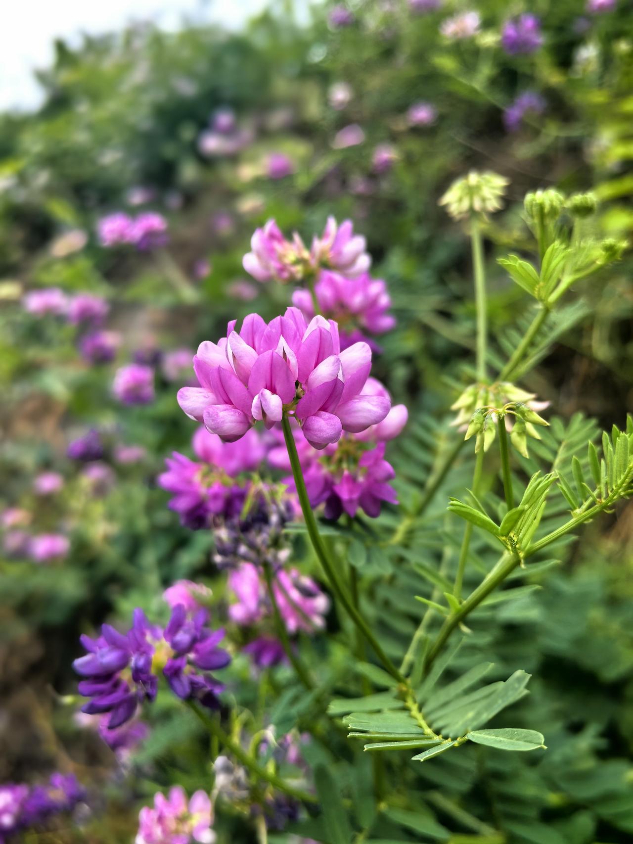 《题画兰》
一一郑燮（清）

兰草已成行，山中意味长。

坚贞还自抱，何事斗群芳