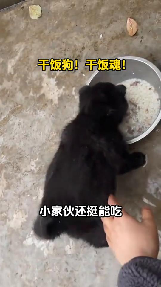 买狗时老板说这狗长大了会很帅，我寻思能有多帅。洗完澡也还行，谈不上很帅。干饭狗，