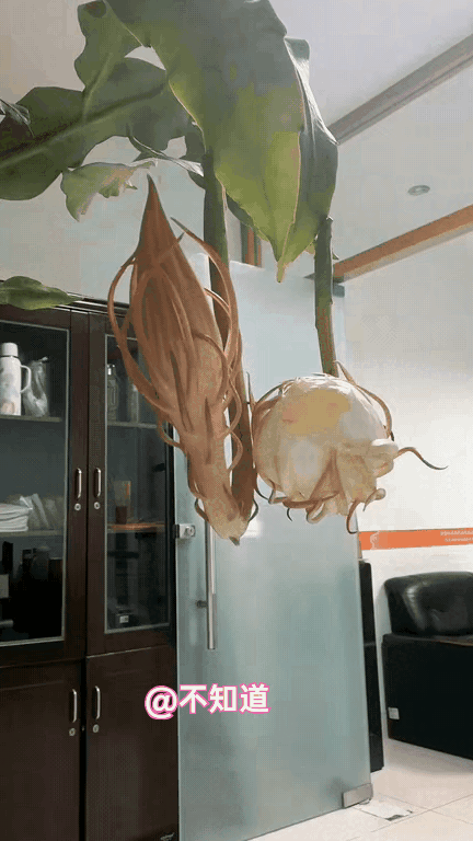 昙花开花
真是一显
百年难遇
非常惊艳