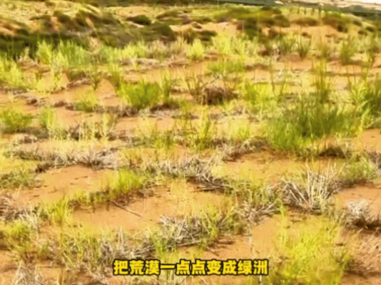 甘肃春天的仪式感是种梭梭志愿者为河西走廊添新绿今年是河西走廊—塔克拉玛干沙漠边缘