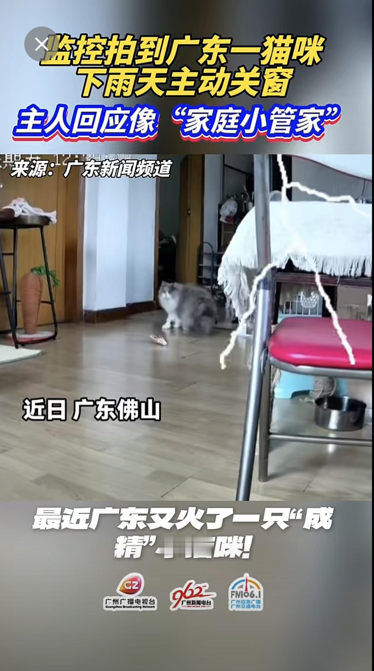 监控拍到广东一猫咪下雨天主动关窗，主人回应像“小管家”