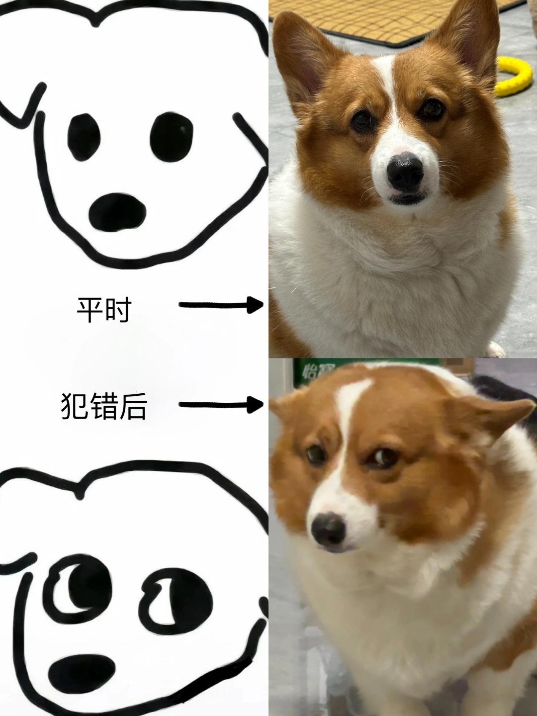 全国小狗犯错后的统一表情 ​​​