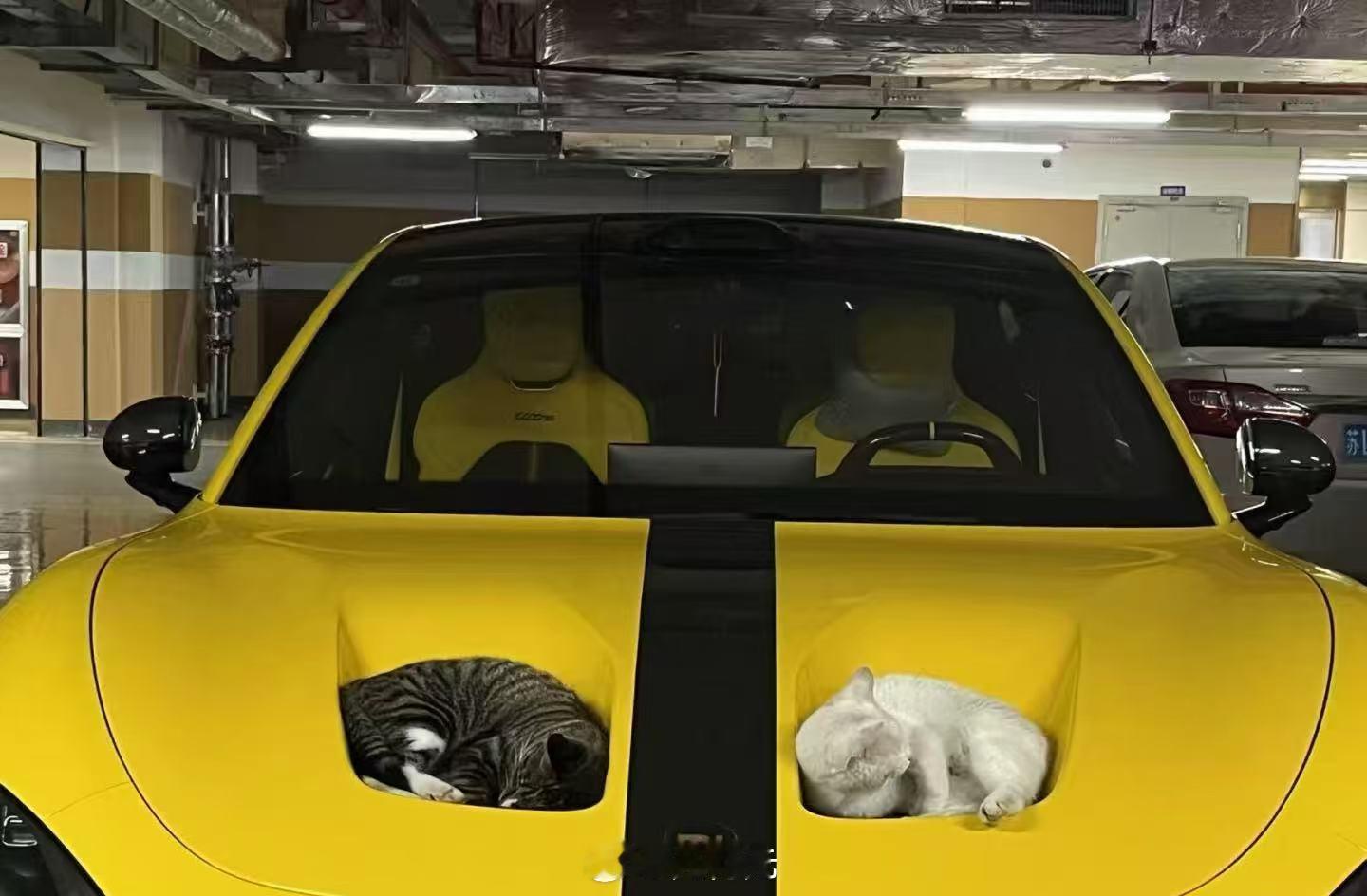…………小米SU7猫屋，价值55万[doge] ​​​