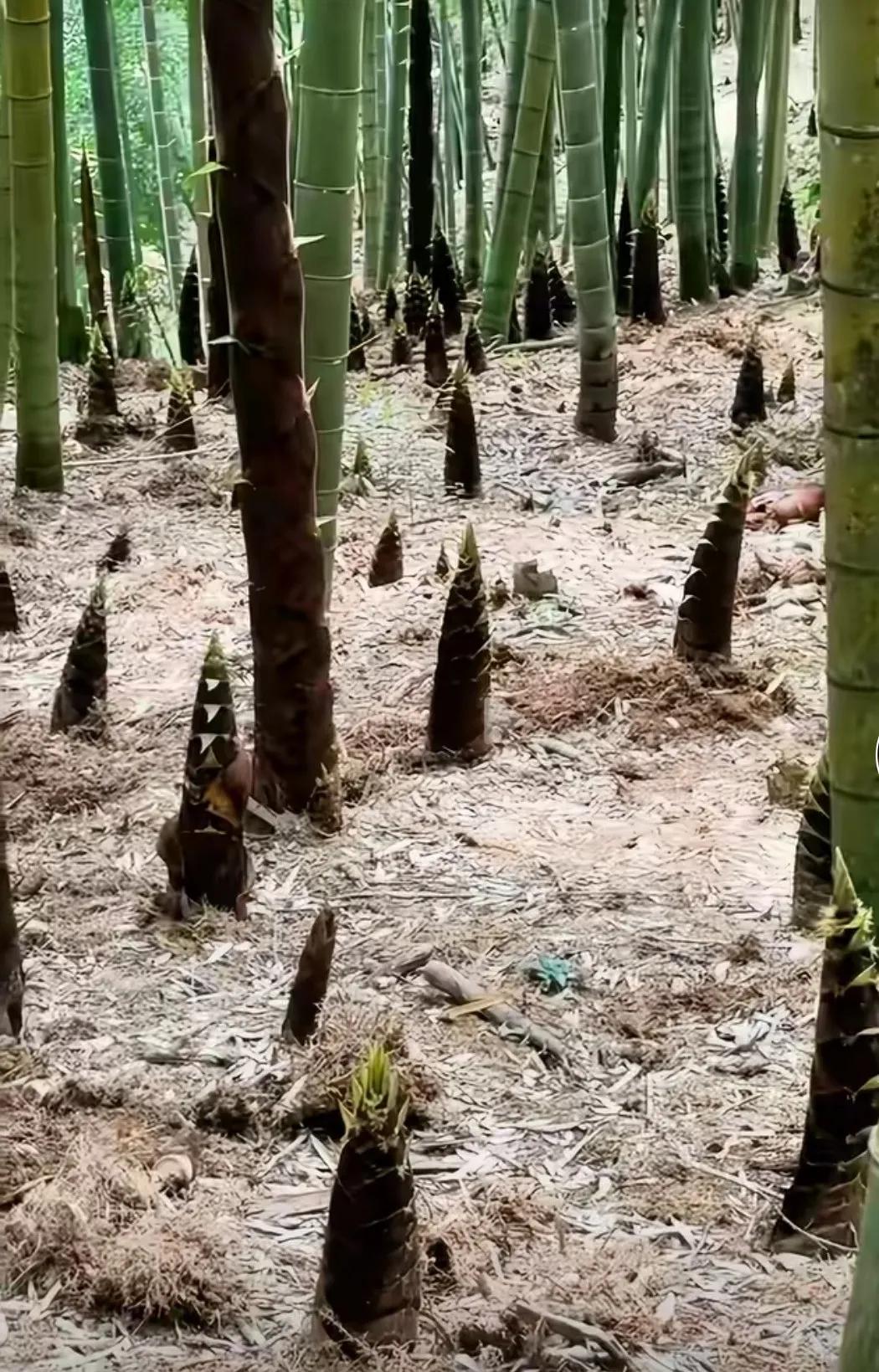 2026年，我家的200亩竹林，又是一个丰收年。
据我叔叔测算，今年我家的竹笋亩