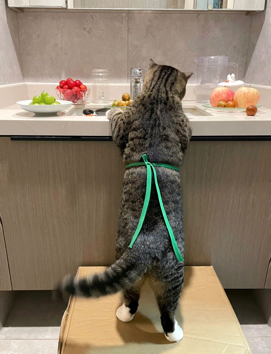 我妈总问我养猫到底有啥用？