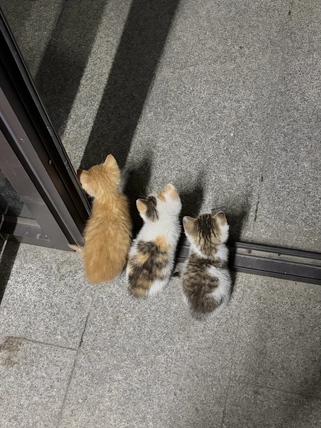 小猫QQ糖