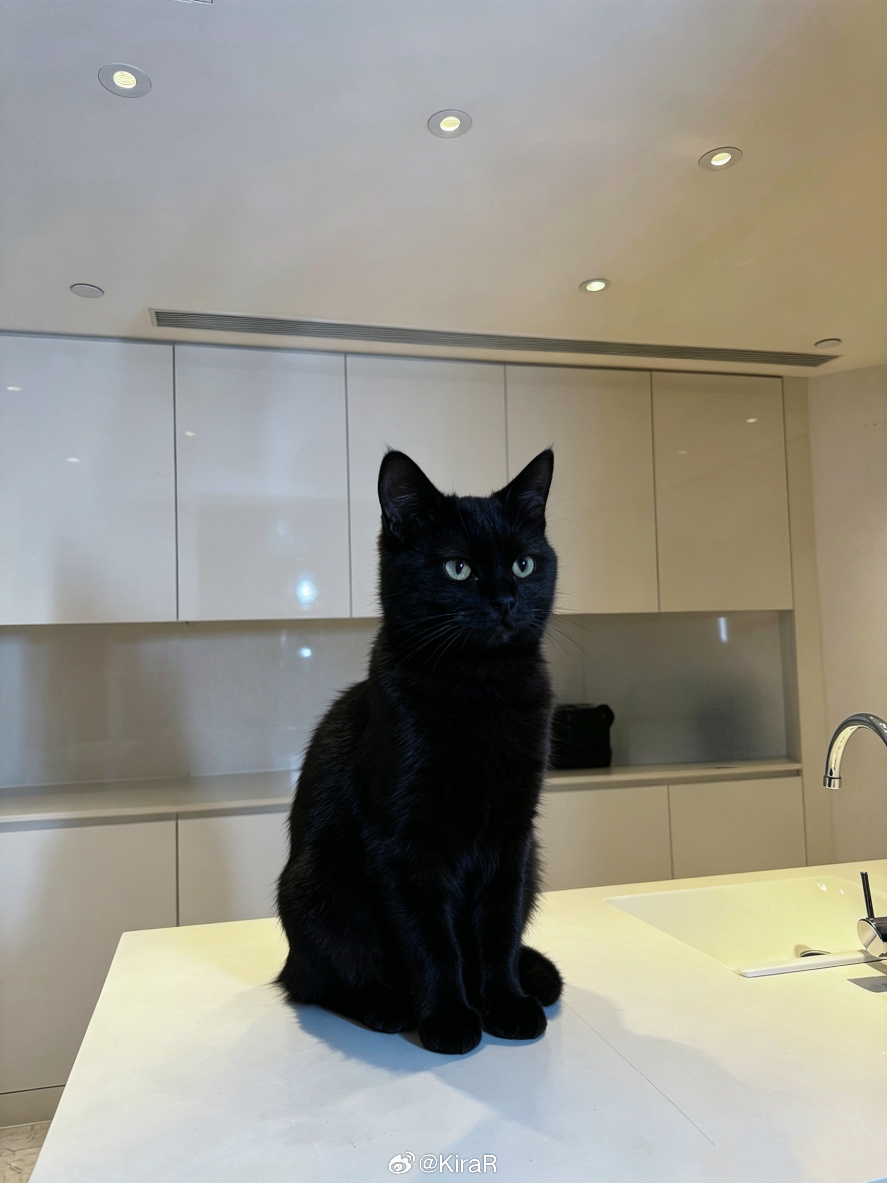 救命我怎么变成猫啦 