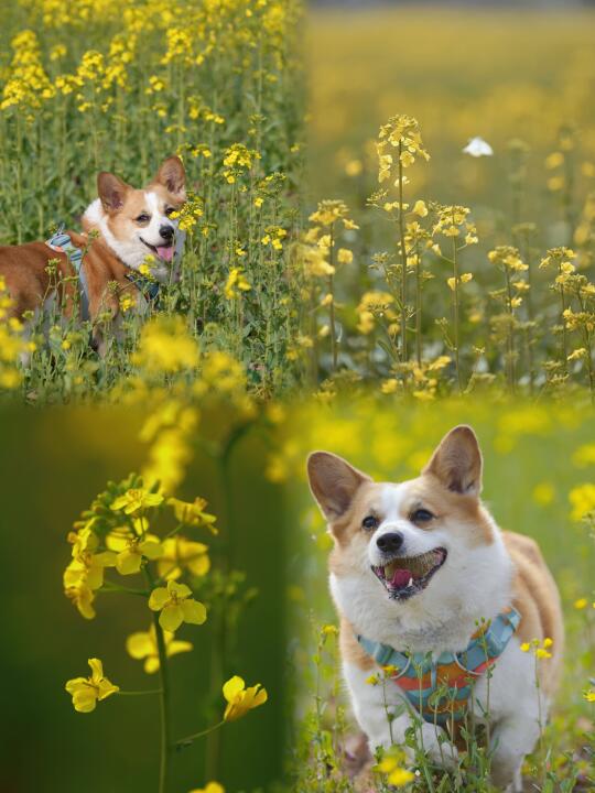 黄狗赏黄花