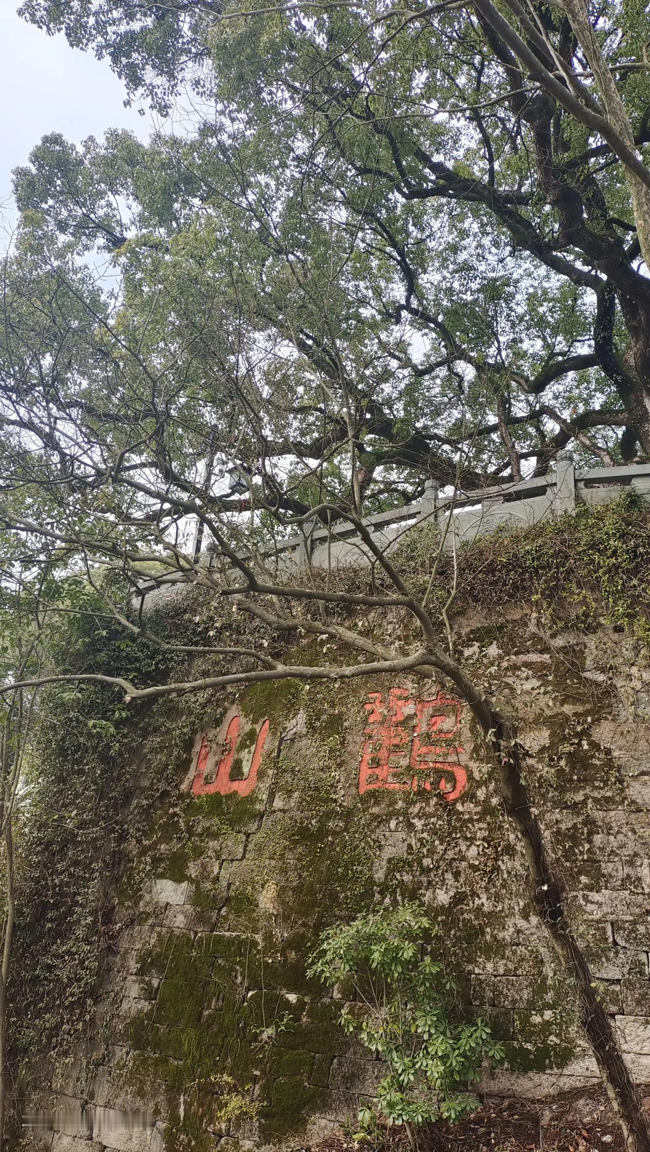 富阳鹳山公园，三面环水，古树参天，3A景区，值得一游。