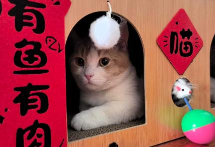 爱沙尼亚真的想要找存在感，当美国邀请世界上的几大强国参加中东护航的时候，他却埋怨