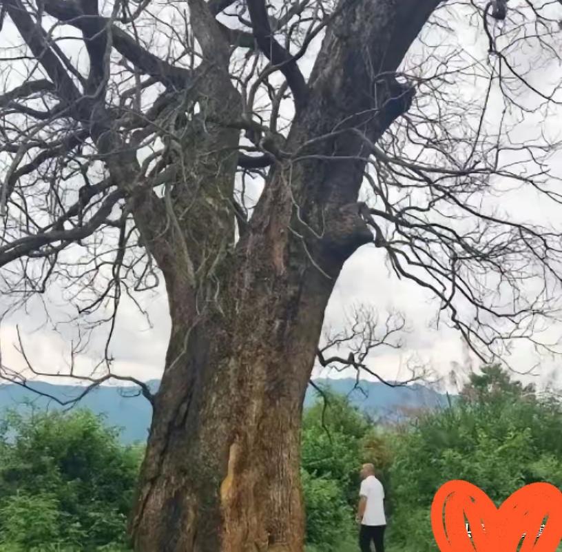 “纯属巧合？”江西赣州，一棵三四百年的古樟树突然枯死，巧合的是，同一时间，多个村