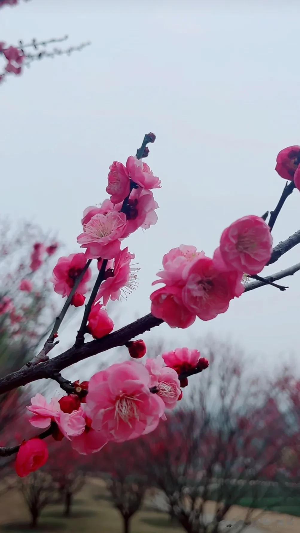 桃花流水窅然去，别有天地非人间。