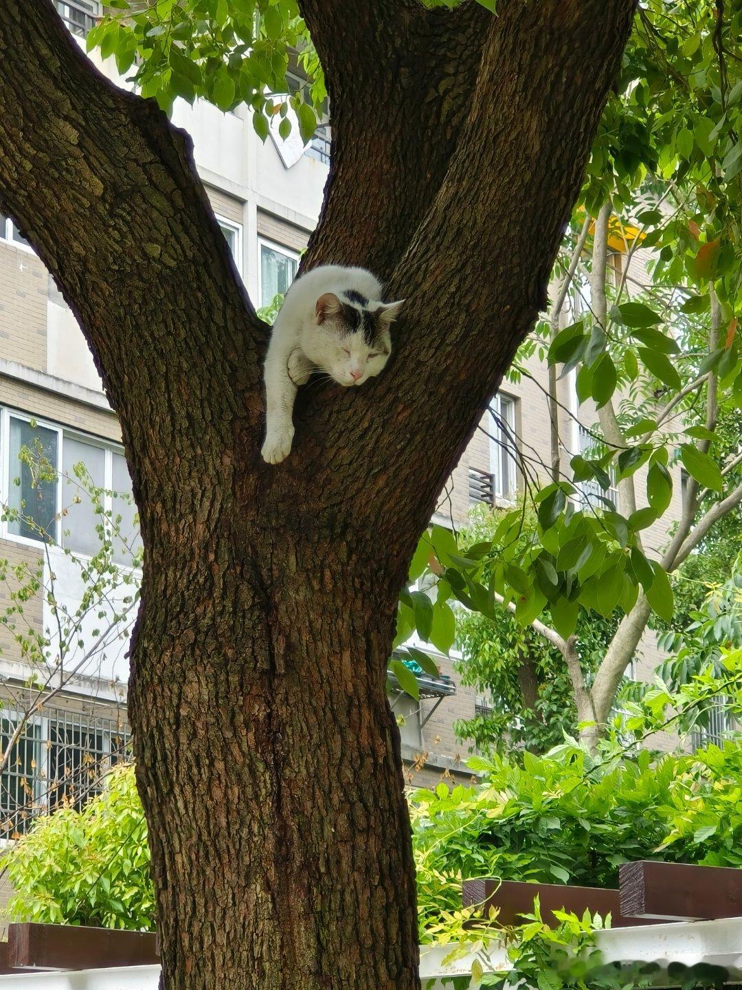 惬意的小猫猫 ​​​