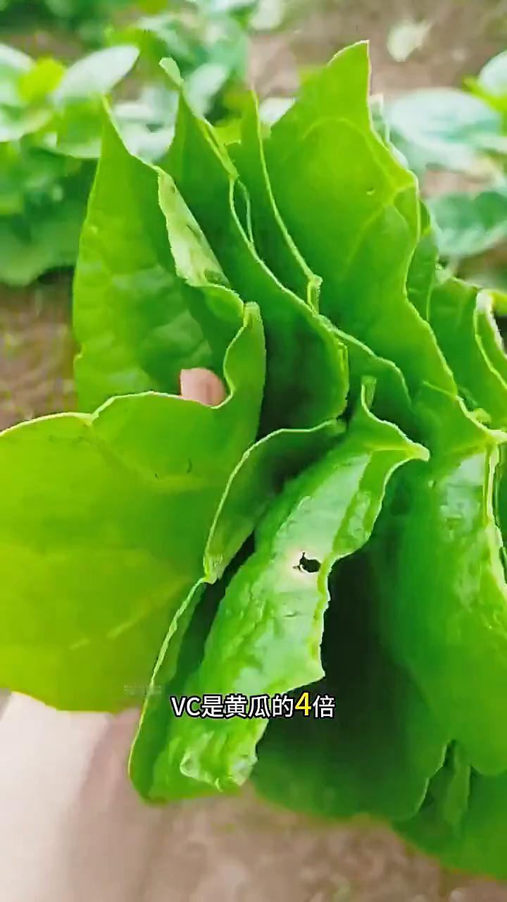这就是木耳菜，钙含量是菠菜的三倍，VC是黄瓜的四倍，人送外号天然玻尿酸，常吃好吃
