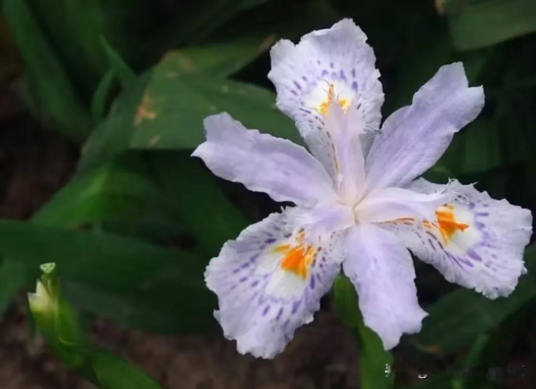 这种鸢尾，杰妹又听到了一个新名字。

鸢尾（拉丁学名：Iris tectorum