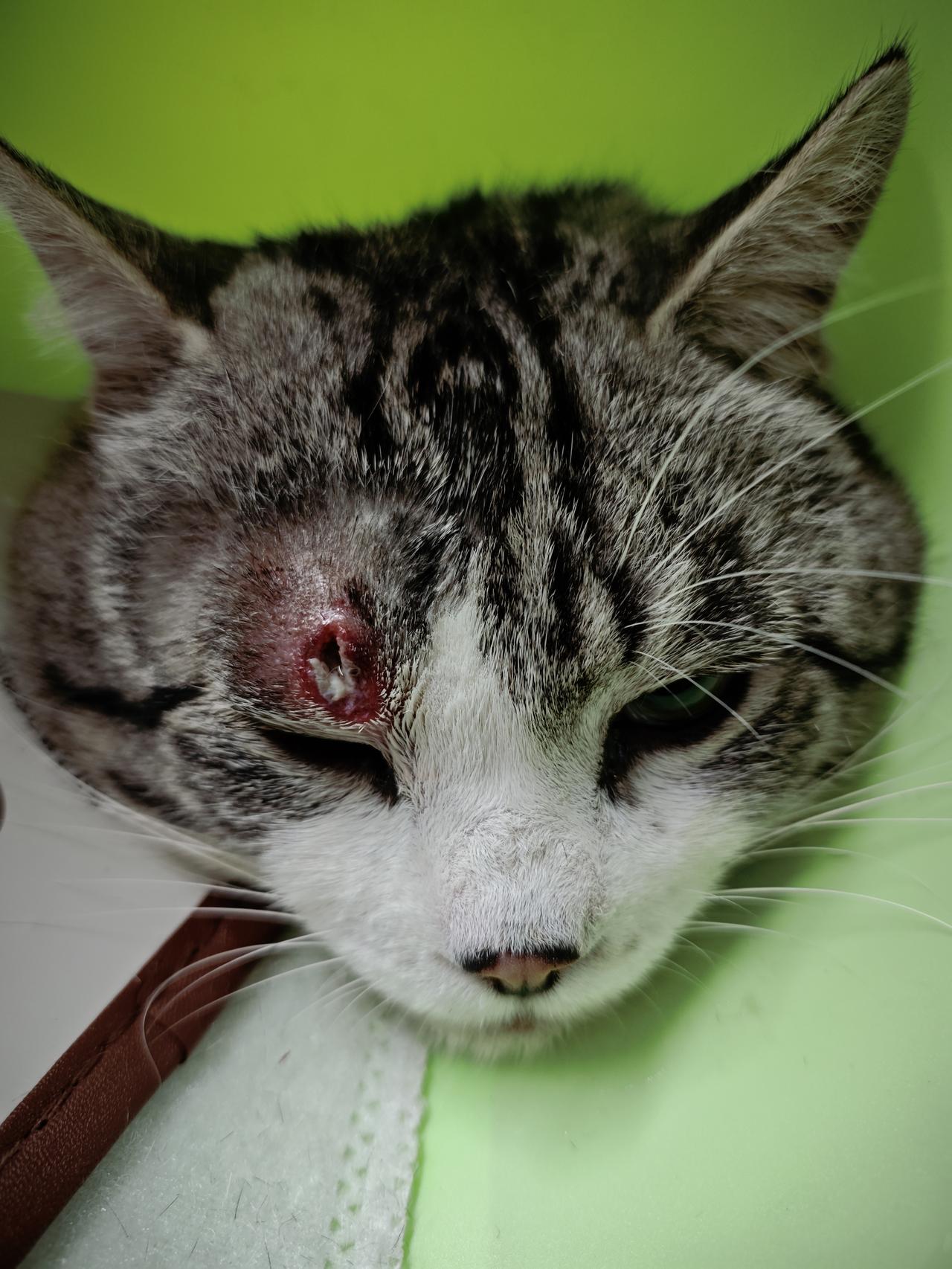 心疼死我了，二哈前两天出去玩被别的猫抓了，我以为就是皮外伤给他消毒抹了药，结果昨