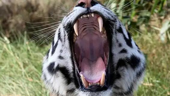 中国人保护野生物种的底线不容触碰。2025年3月，何某明知老虎属于国家一级重点保
