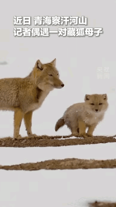 太治愈了！青海雪地偶遇藏狐母子，亲昵瞬间被撞见，当场定格成一幅暖心画，网友直呼萌