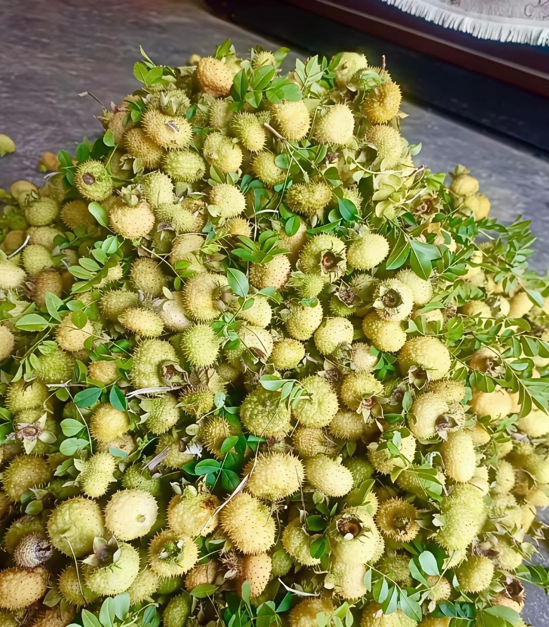 我敢打赌这果子90%的人不认识！
这果子维生素含量很高，放干后很香，泡水喝，泡酒